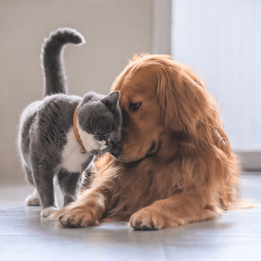 Understanding Pet Insurance - Get Set Pet