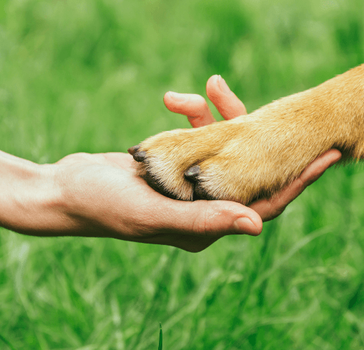 Understanding Your Dog's Body Language - Get Set Pet