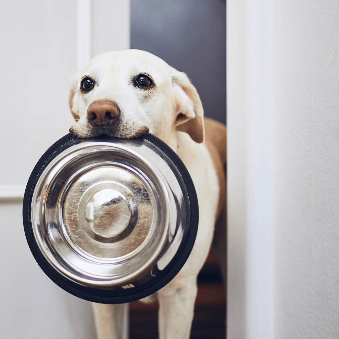 What's The Healthiest Food For My Dog? - Get Set Pet