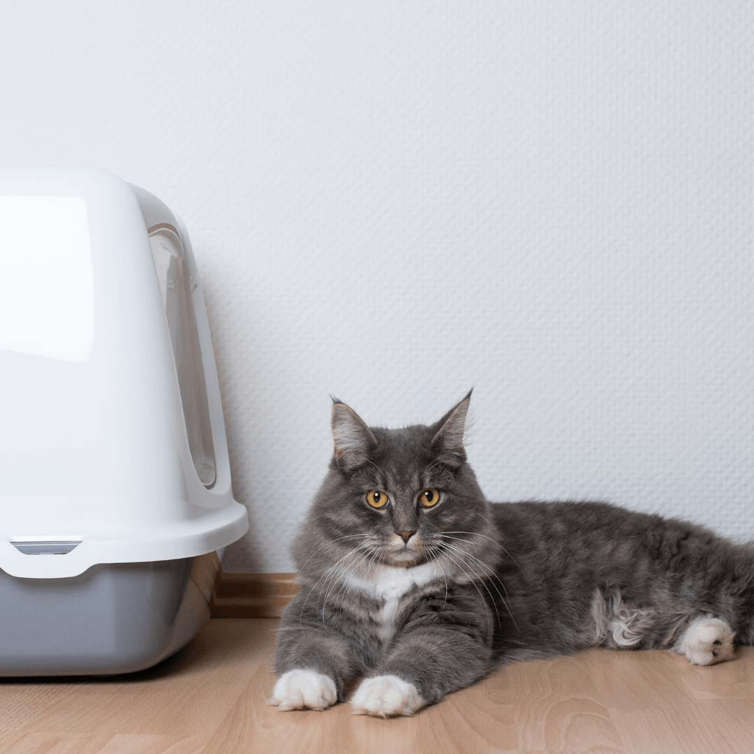 What to Do With Cat Poo – The Do's and Don'ts of Disposing of Faeces - Get Set Pet