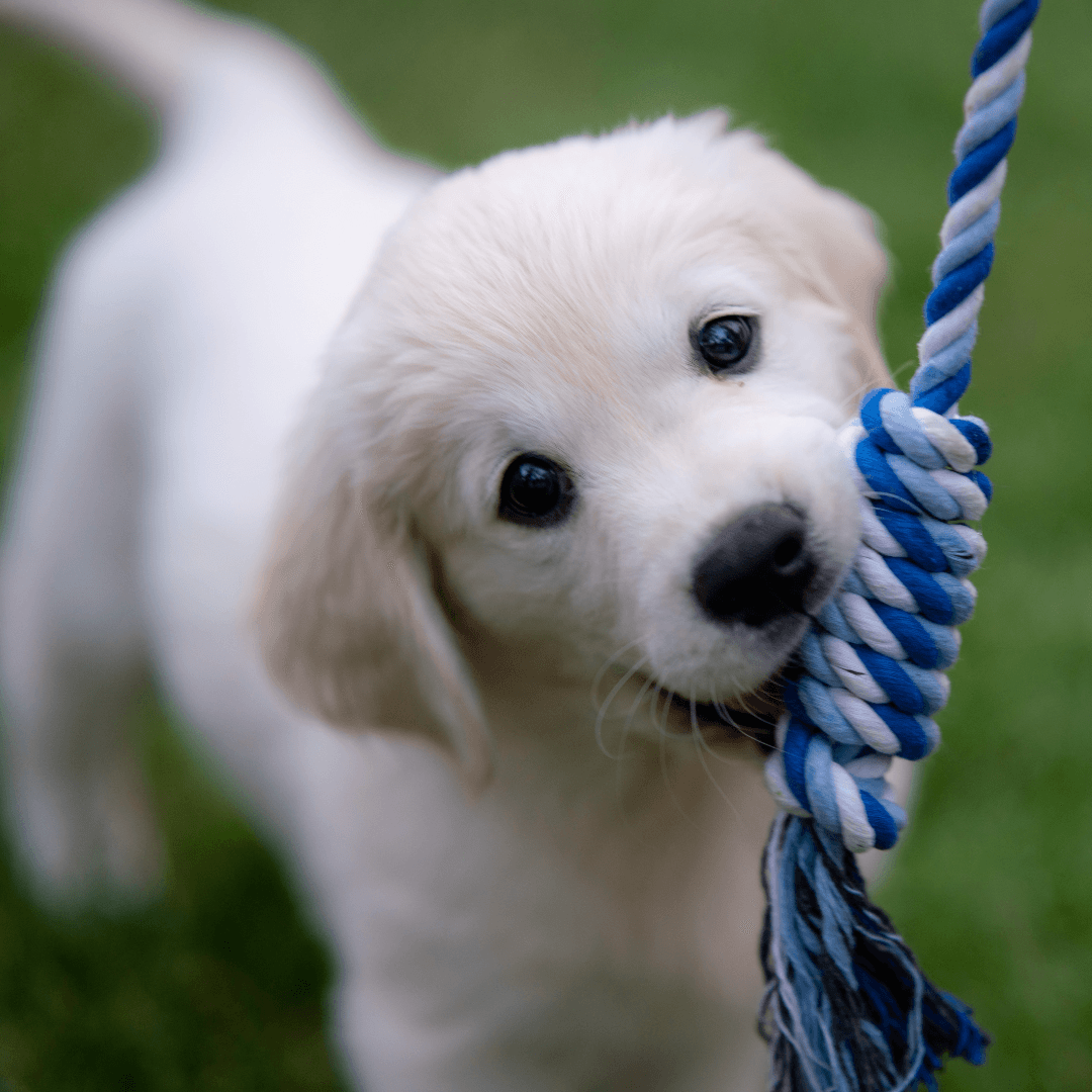 What To Feed Your New Puppy - Get Set Pet