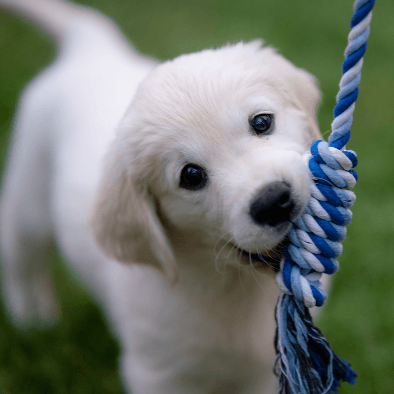 What to feed a new outlet puppy