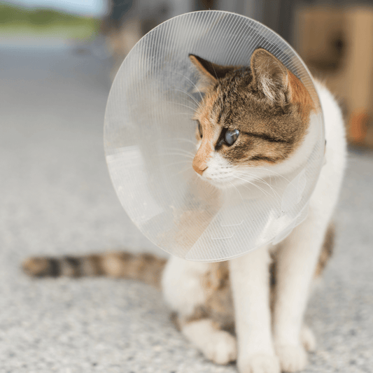 When to Neuter Your Cat - Get Set Pet