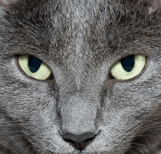 Why Do Cats Have Vertical Pupils? - Get Set Pet