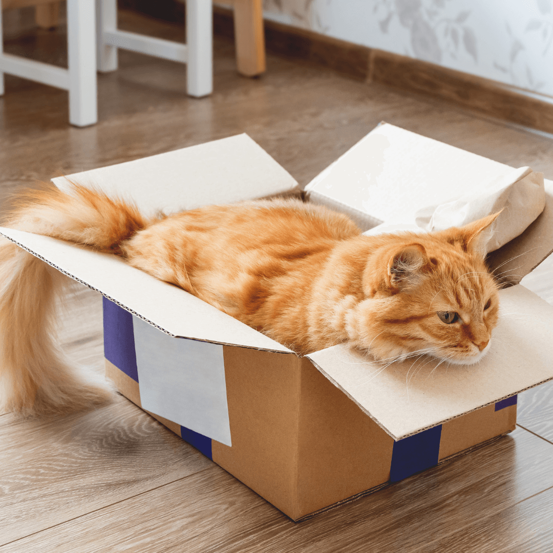 Why Do Cats Love Boxes? - Get Set Pet