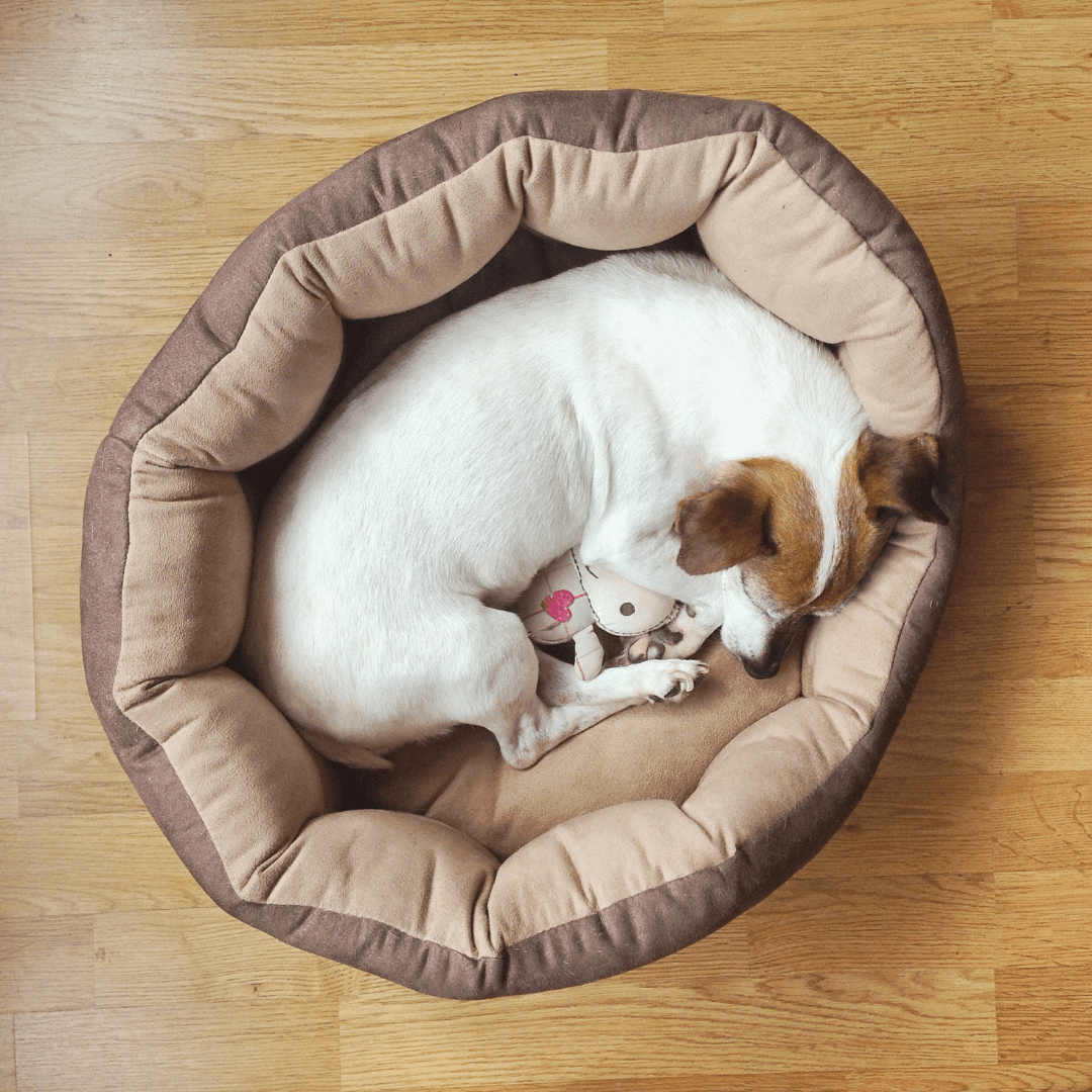 Why Do Dogs Circle to Rest? - Get Set Pet