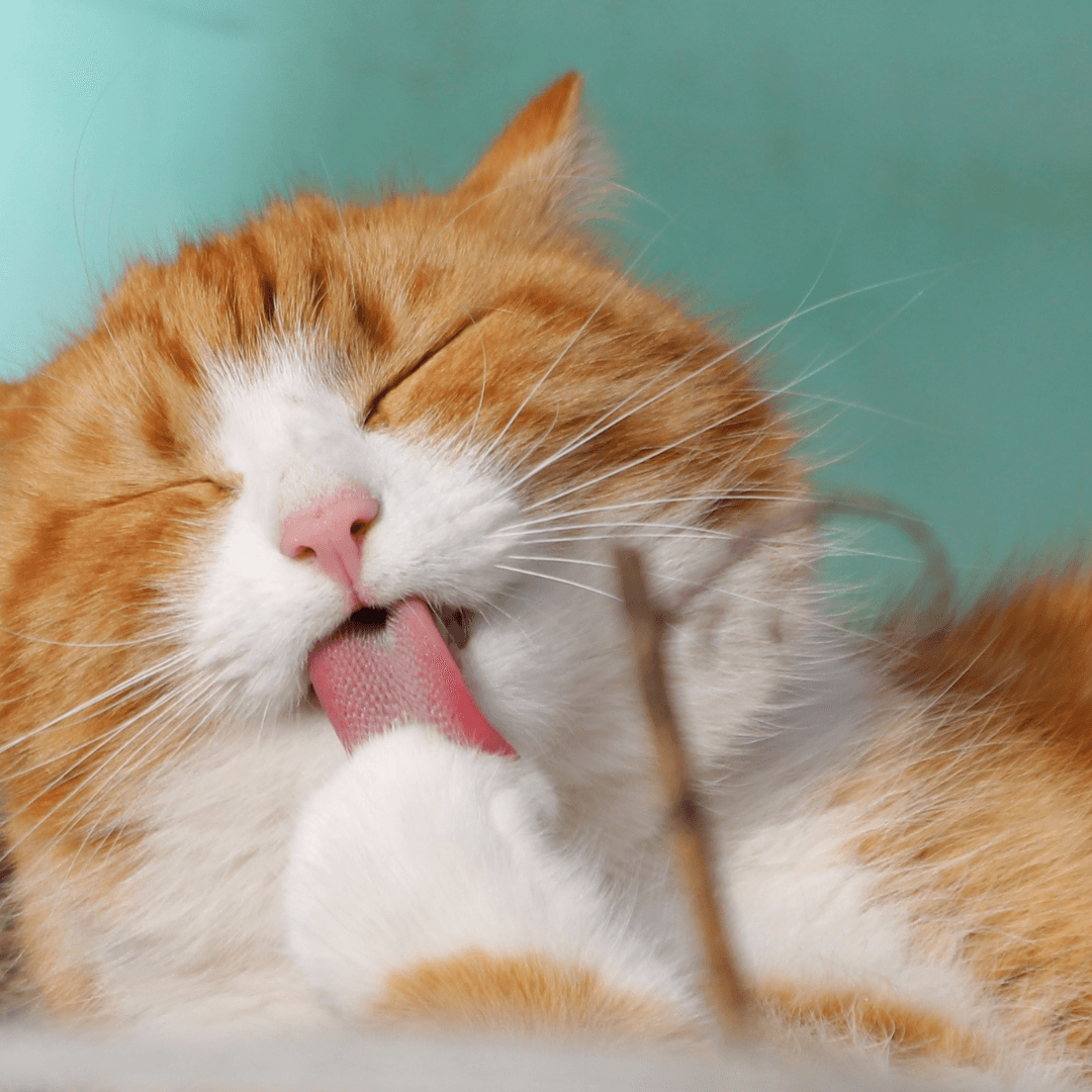 Why Does My Cat's Tongue Feel Like Sandpaper? - Get Set Pet