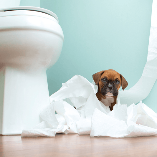 Why does my dog drink out of the toilet? - Get Set Pet