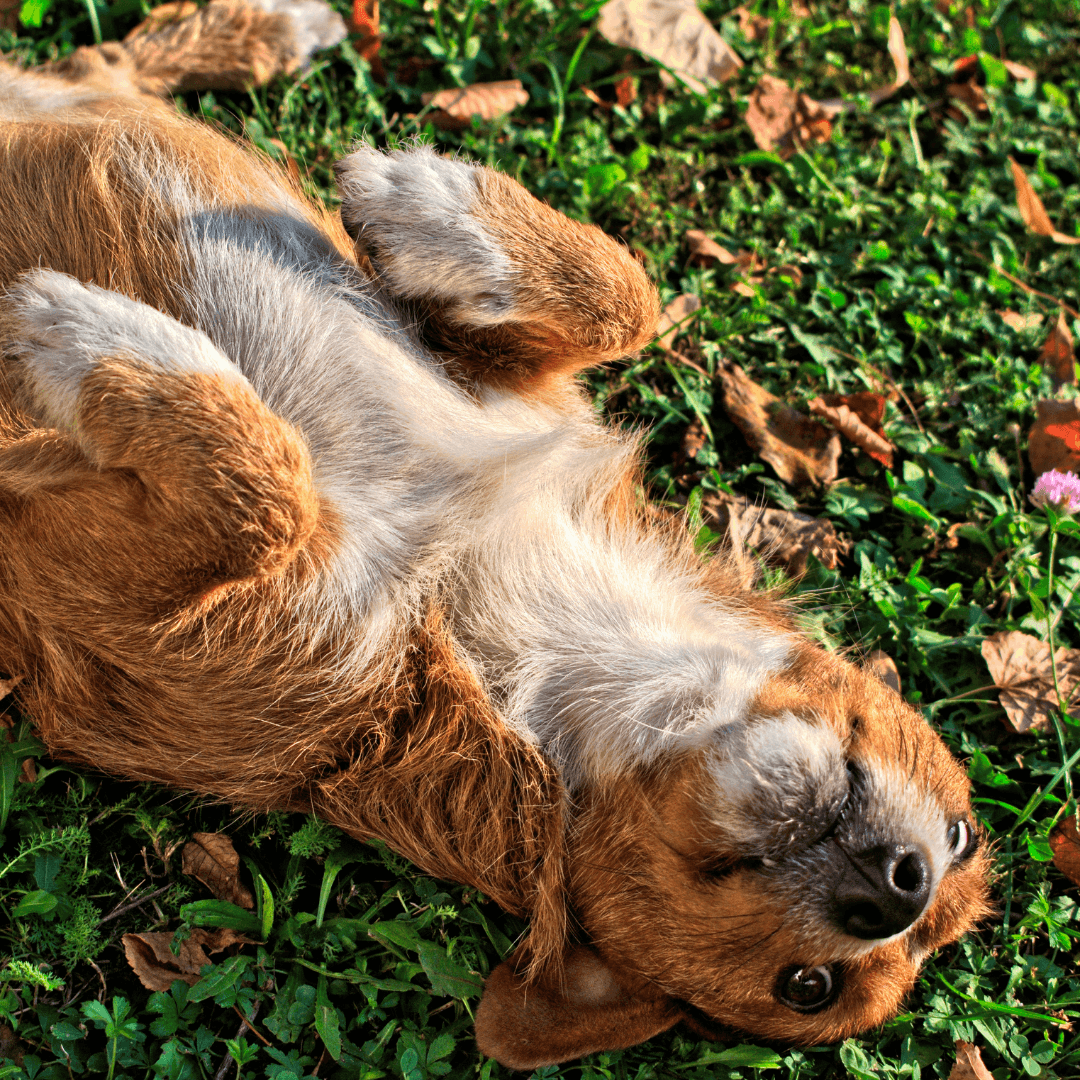 Why does my dog roll in disgusting things? - Get Set Pet