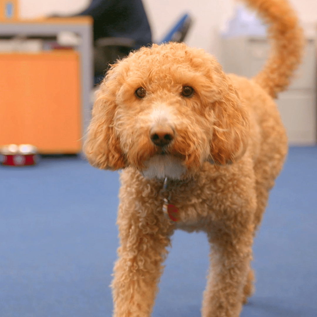 Why Every Office Should Have a Dog - Get Set Pet