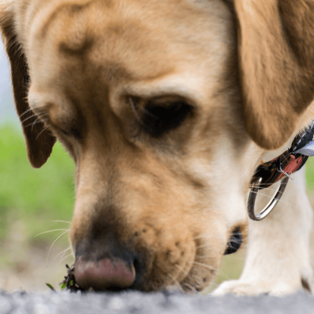 Why is My Dog So Interested in Poop? - Get Set Pet