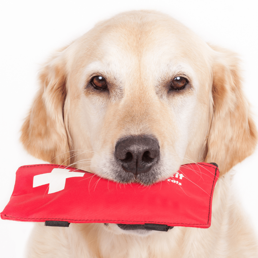 Your Simple Guide to Pet First Aid - Get Set Pet