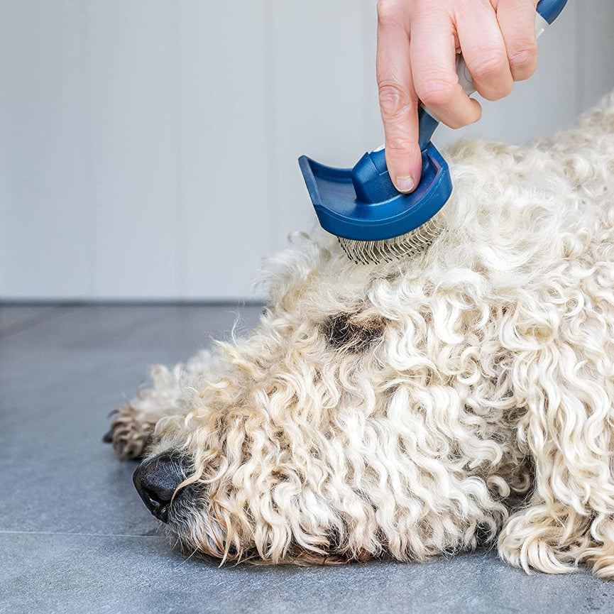 Poodle sales grooming kit